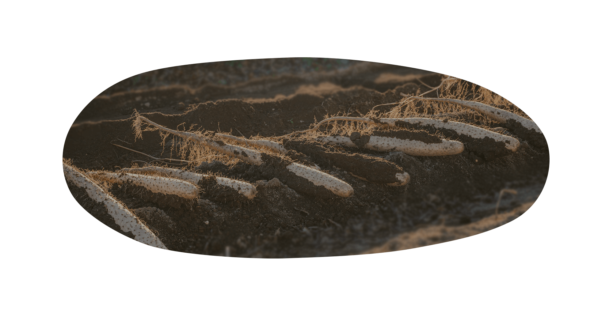 青森県上北郡の恵みをいっぱい受けた 美味しい野菜を、みんなのもとへ