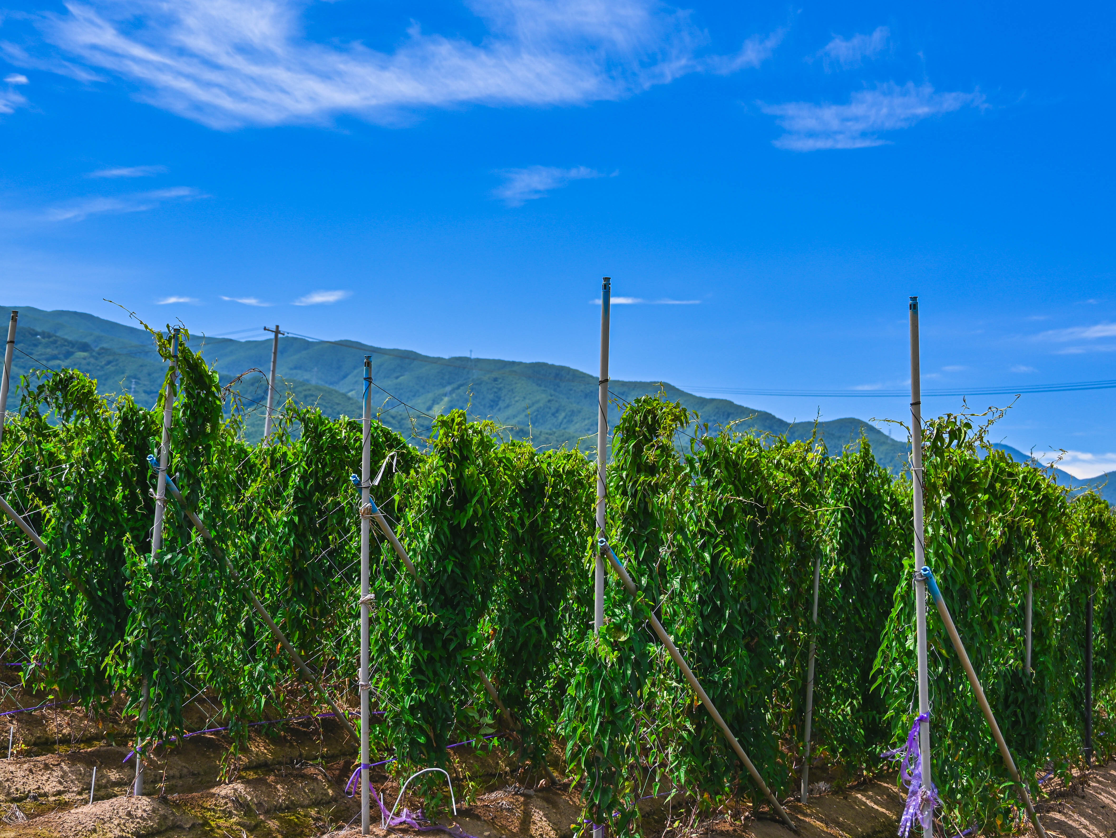 長芋畑　山形村