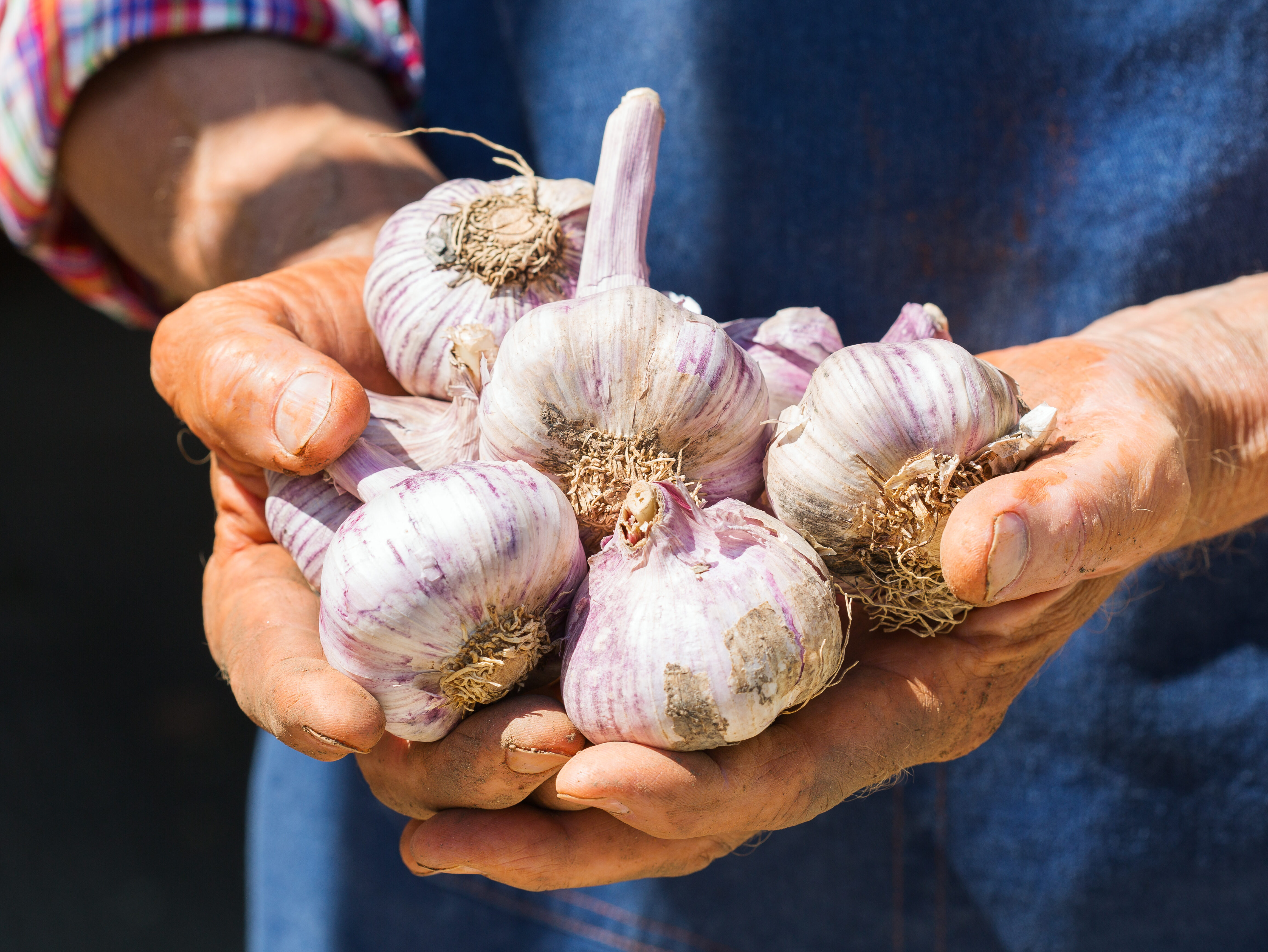 Senior man, farmer worker holding harvest of organic garlic