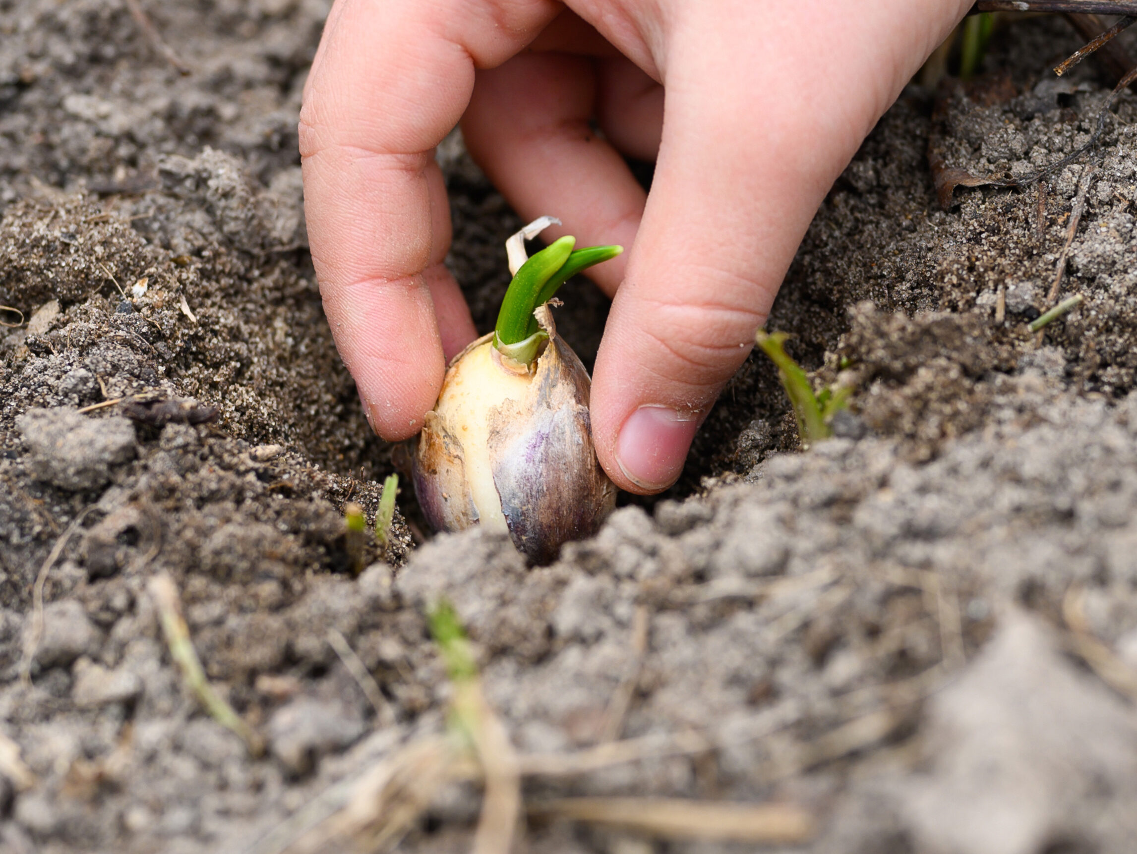 a kids hand planting a sprouted seed of garlic in a garden bed with soil in spring. banner