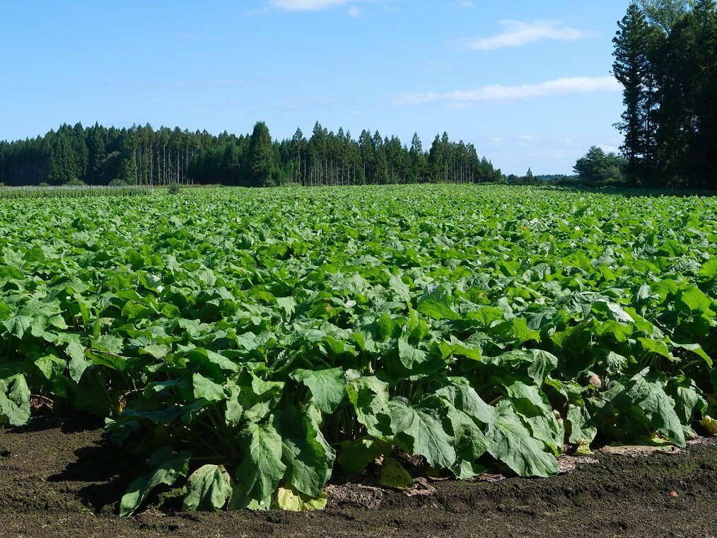 AdobeStock_459680305