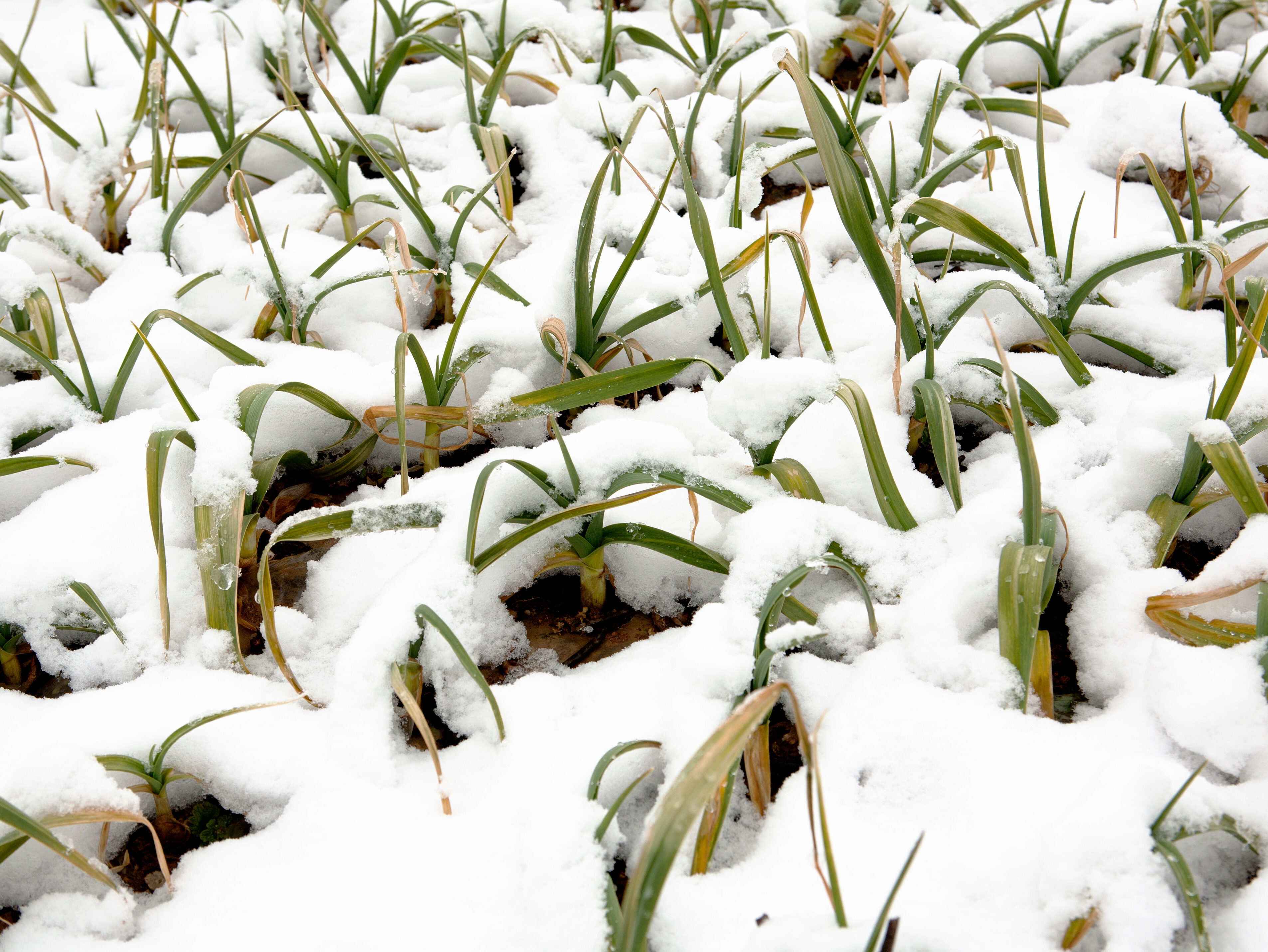snows in the garlic field